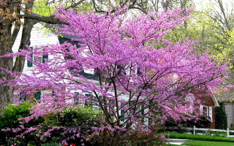  Eastern Redbud - 5 Gallon Pot (5-6')