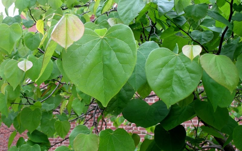  Eastern Redbud - 2 Gallon Pot