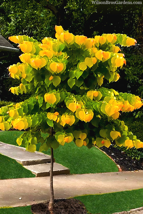  The Rising Sun Redbud Tree - 3 Gallon Pot