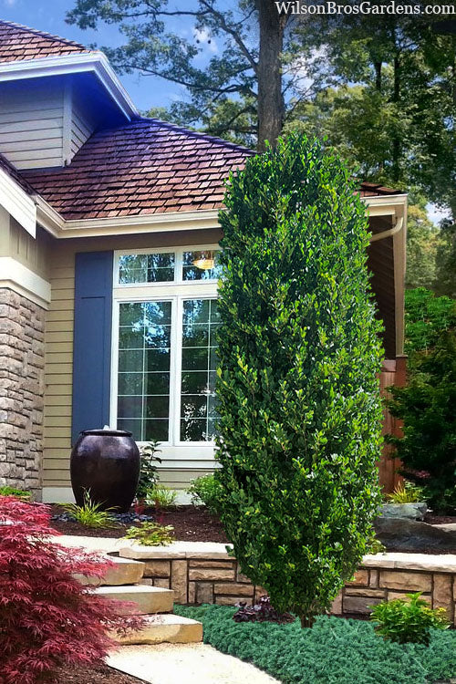  TallHedge Columnar Buckthorn - 1 Gallon Pot