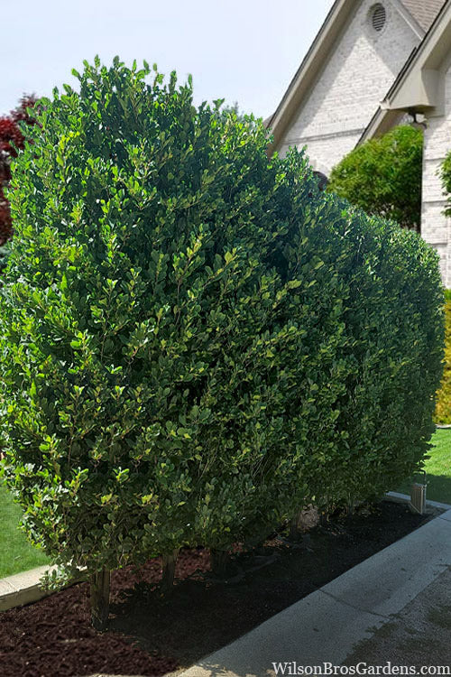  TallHedge Columnar Buckthorn - 3 Gallon Pot