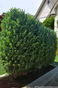  TallHedge Columnar Buckthorn - 3 Gallon Pot