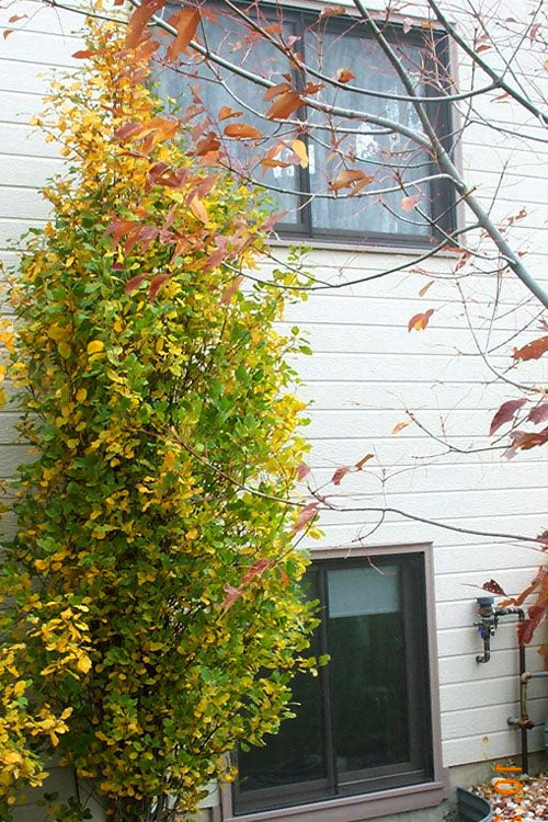  TallHedge Columnar Buckthorn - 1 Gallon Pot