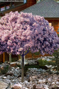  Rosalinda Majestic Beauty Indian Hawthorn Tree (Single Trunk) - 7 Gallon Pot