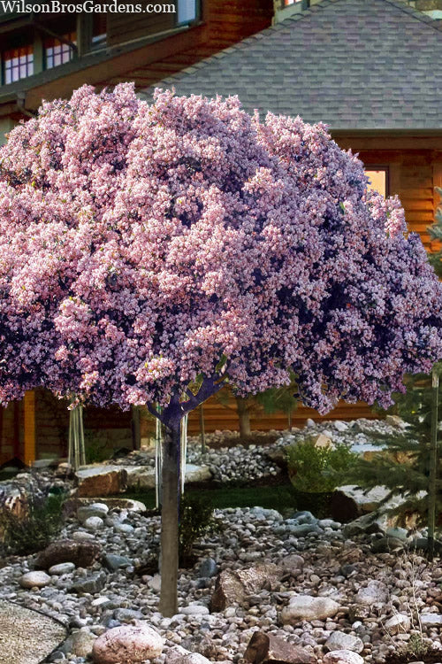  Rosalinda Majestic Beauty Indian Hawthorn Tree (Single Trunk) - 7 Gallon Pot