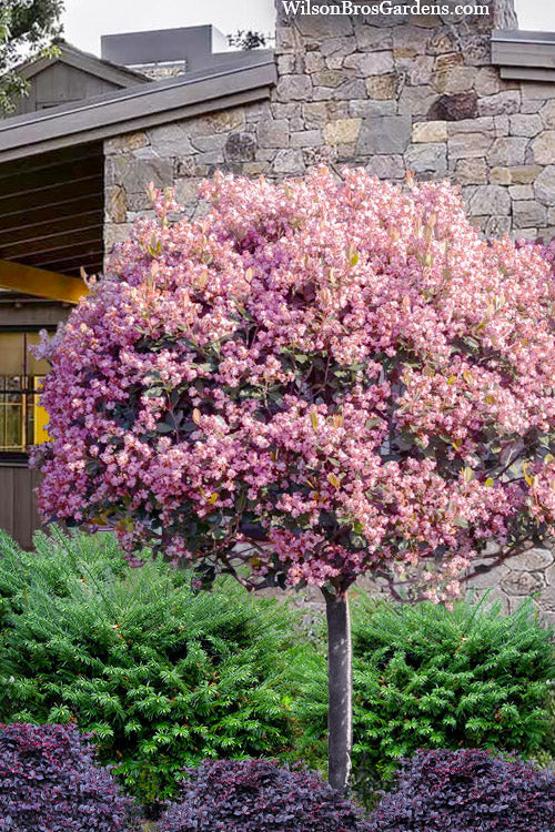  Rosalinda Majestic Beauty Indian Hawthorn Tree (Single Trunk) - 7 Gallon Pot