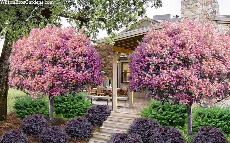  Rosalinda Indian Hawthorn Single Trunk Tree - 7 Gallon Pot (6-7')