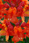  Admiral Frank Buchanan Native Azalea (Rhododendron) - 3 Gallon Pot