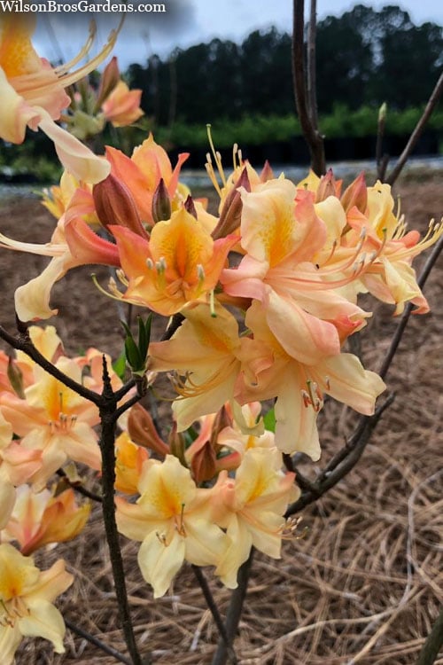  Al Curry Azalea (Rhododendron) - 3 Gallon Pot