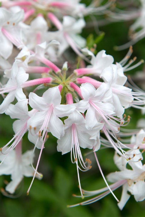  White Alabama Native Azalea (Rhododendron Alabamense) - 3 Gallon Pot