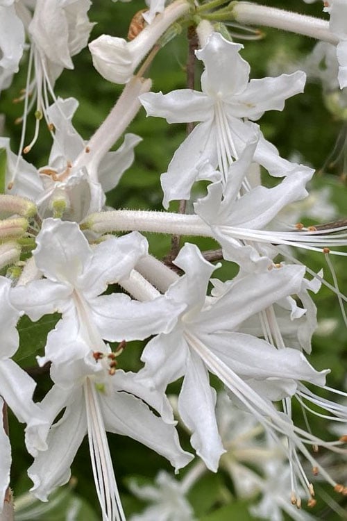  White Alabama Native Azalea (Rhododendron Alabamense) - 3 Gallon Pot