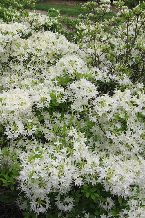  White Alabama Native Azalea (Rhododendron Alabamense) - 3 Gallon Pot