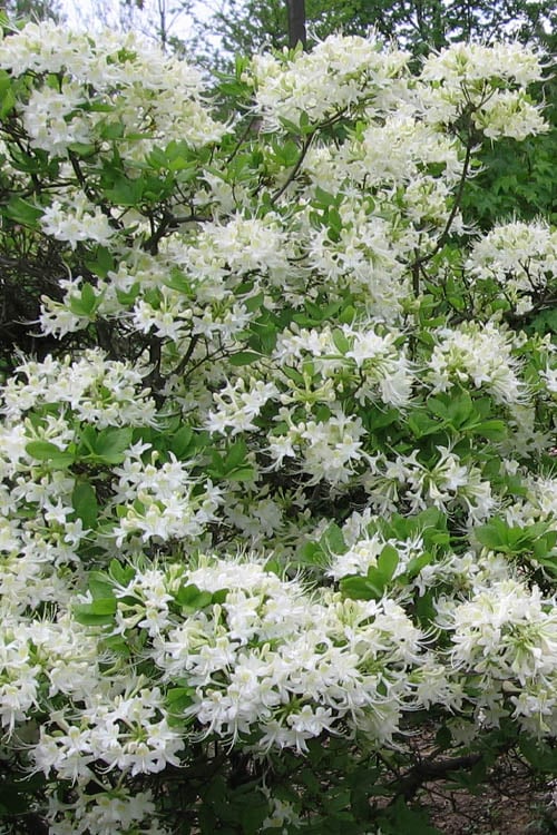  White Alabama Native Azalea (Rhododendron Alabamense) - 3 Gallon Pot