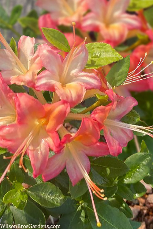  Anne Marie Native Azalea (Rhododendron) - 3 Gallon Pot