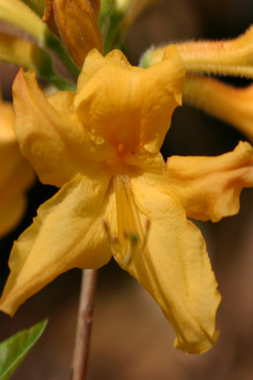  Appalachian Gold Aromi Azalea (Rhododendron Hybrid) - 3 Gallon Pot
