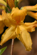  Appalachian Gold Aromi Azalea (Rhododendron Hybrid) - 3 Gallon Pot