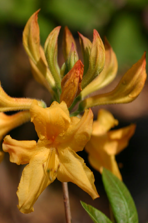  Appalachian Gold Aromi Azalea (Rhododendron Hybrid) - 3 Gallon Pot
