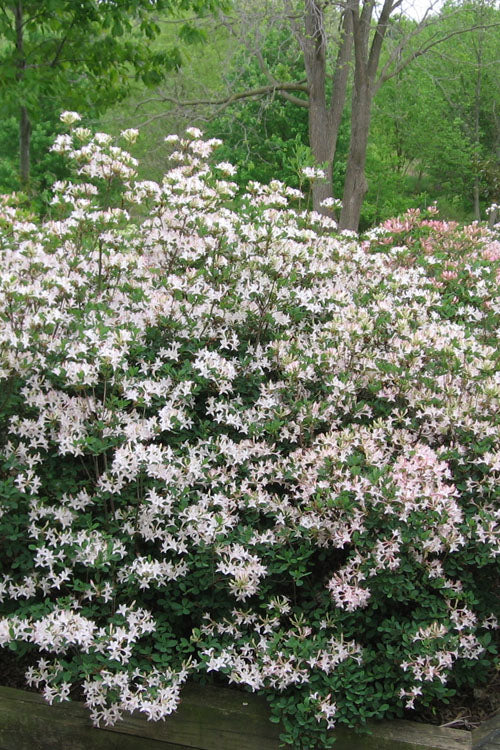  Coastal Azalea (Rhododendron Atlanticum) - 3 Gallon Pot
