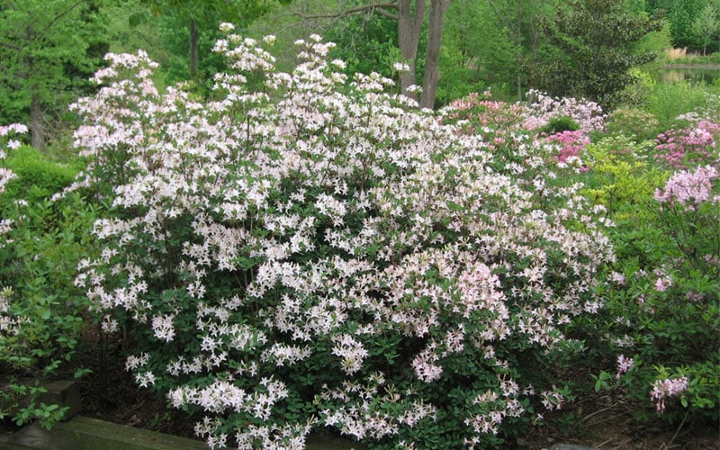  Coastal Azalea (Rhododendron Atlanticum) - 1 Gallon Pot