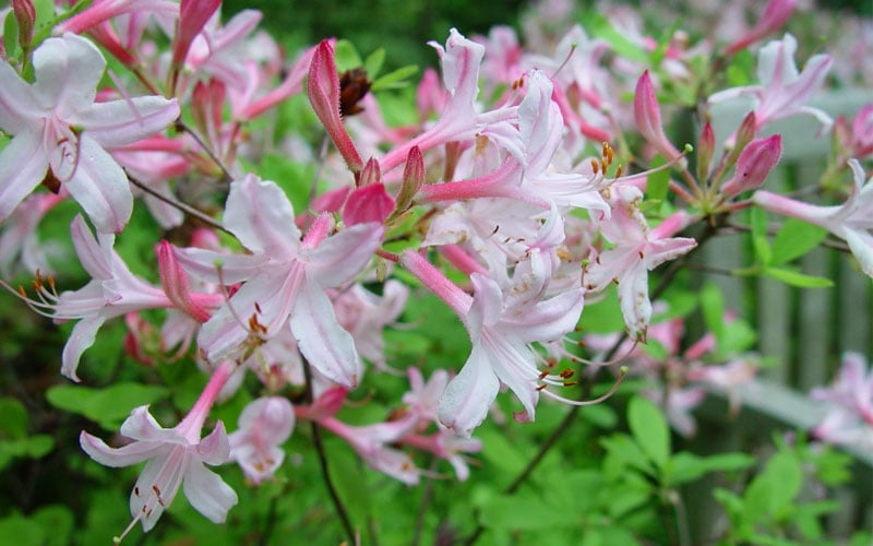  Coastal Azalea (Rhododendron Atlanticum) - 1 Gallon Pot