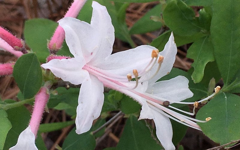  Coastal Azalea (Rhododendron Atlanticum) - 1 Gallon Pot