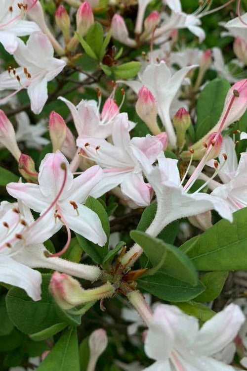  Snowbird Fragrant Coastal Azalea (Rhododendron Atlanticum) - 2 Gallon Pot