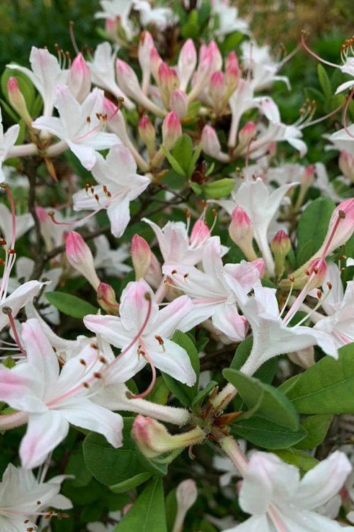  Snowbird Fragrant Coastal Azalea (Rhododendron Atlanticum) - 2 Gallon Pot