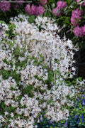  Snowbird Fragrant Coastal Azalea (Rhododendron Atlanticum) - 2 Gallon Pot