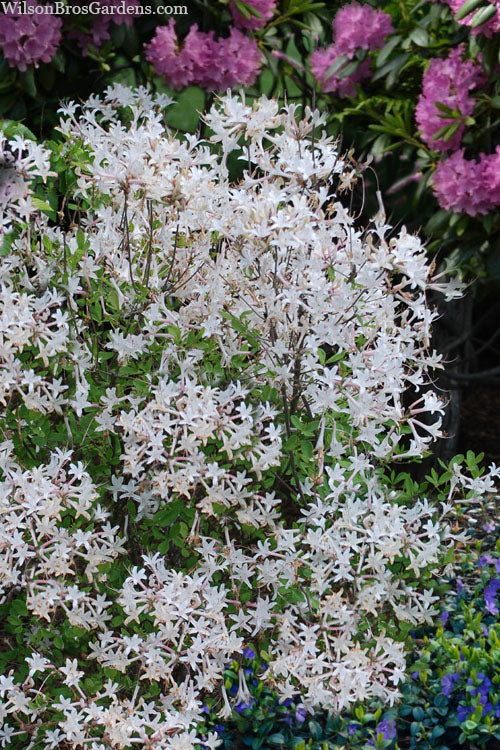  Snowbird Fragrant Coastal Azalea (Rhododendron Atlanticum) - 2 Gallon Pot