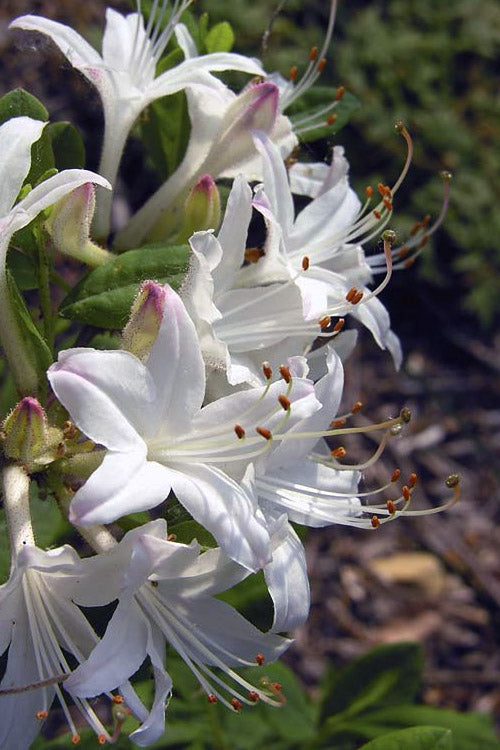  Snowbird Fragrant Coastal Azalea (Rhododendron Atlanticum) - 2 Gallon Pot