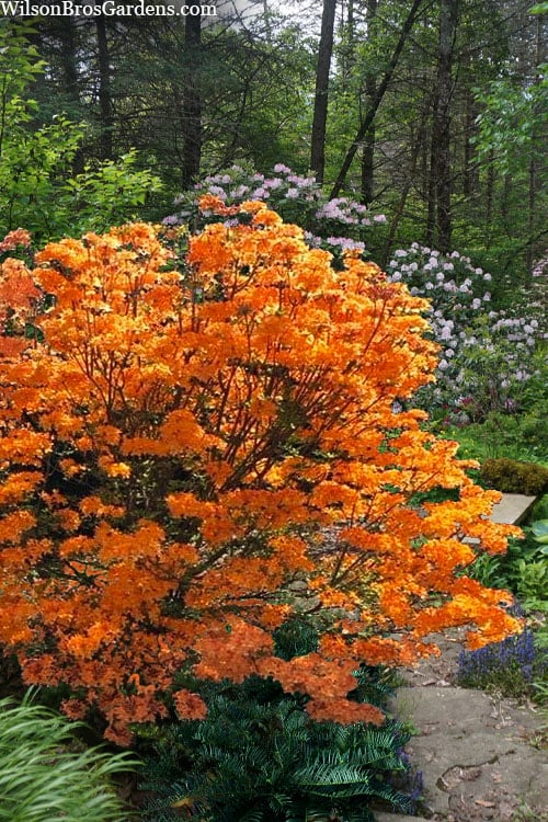  Andrew J. Boike Alabama Flame Native Azalea Azalea - 3 Gallon Pot