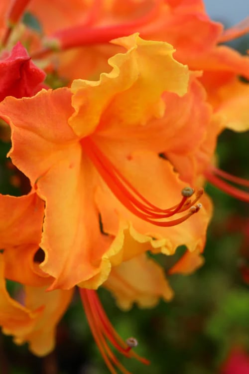  Andrew J. Boike Alabama Flame Native Azalea Azalea - 3 Gallon Pot