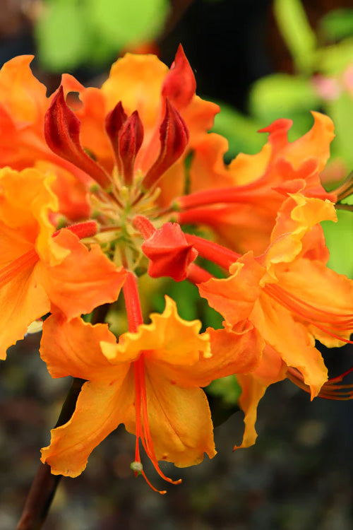  Andrew J. Boike Alabama Flame Native Azalea - 1 Gallon Pot