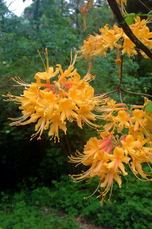  Florida Flame Native Azalea (Rhododendron Austrinum) - 3 Gallon Pot