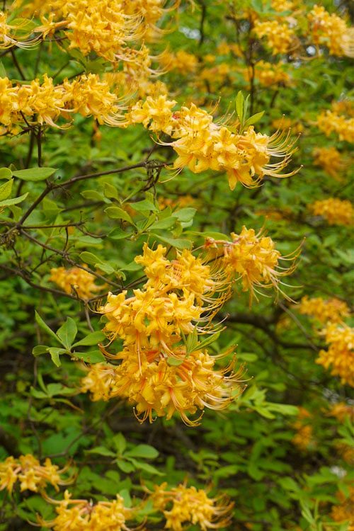  Florida Flame Native Azalea (Rhododendron Austrinum) - 3 Gallon Pot