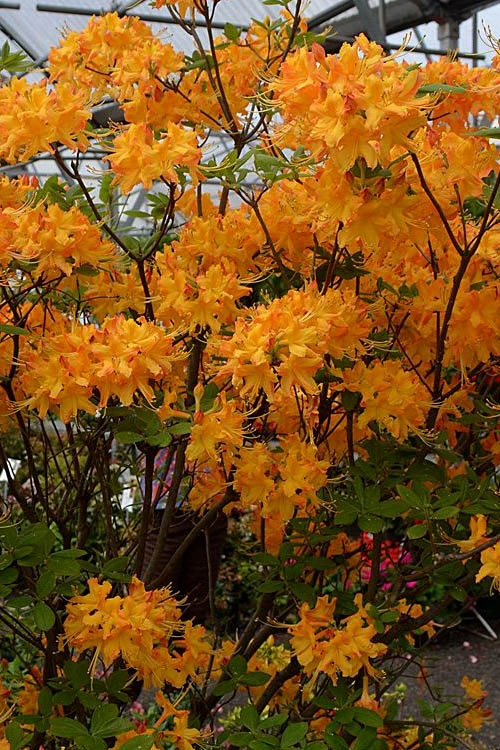  Florida Flame Native Azalea (Rhododendron Austrinum) - 3 Gallon Pot