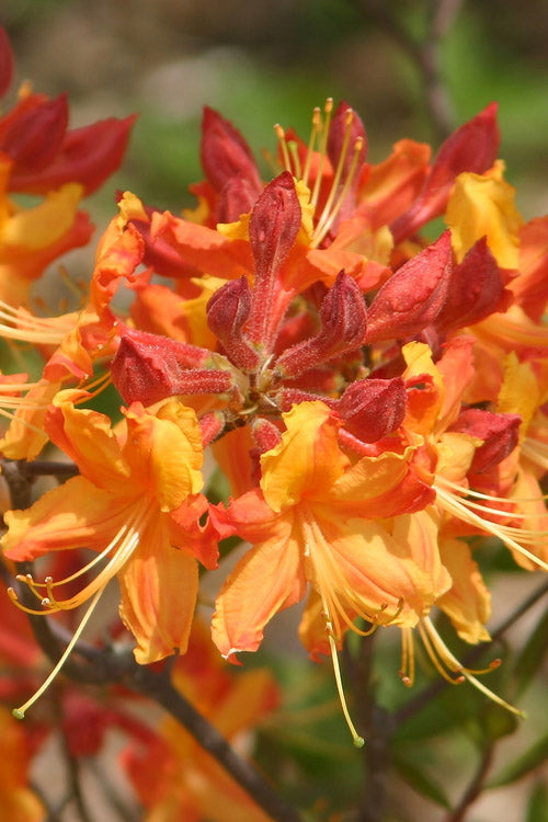  Florida Flame Native Azalea (Rhododendron Austrinum) - 3 Gallon Pot