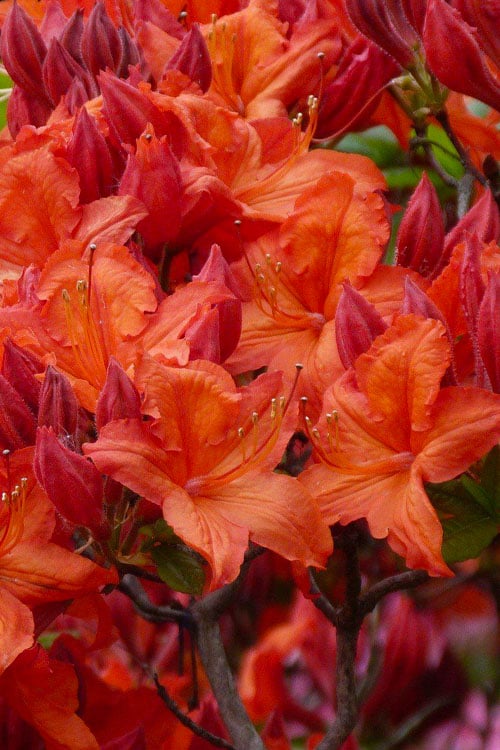  Mooshatanio Native Azalea (Rhododendron X Austrinum) - 1 Gallon Pot