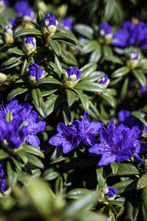  Blue Baron Rhododendron - 2 Gallon Pot