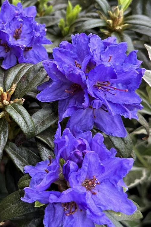  Blue Baron Rhododendron - 2 Gallon Pot