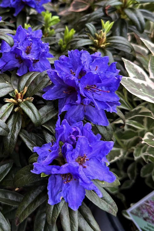  Blue Baron Rhododendron - 3 Gallon Pot
