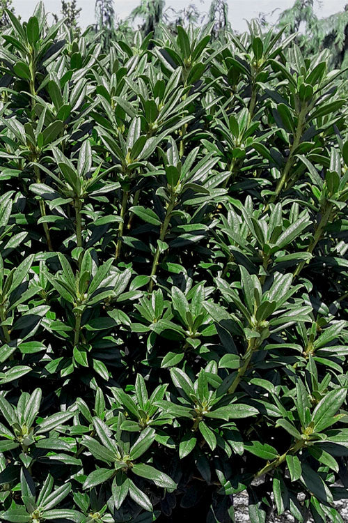  Blue Baron Rhododendron - 2 Gallon Pot