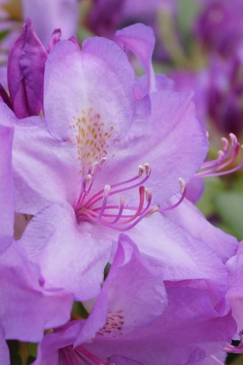  Boursault Catawba Rhododendron - 3 Gallon Pot