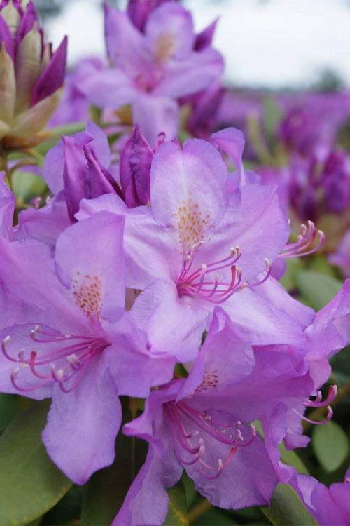  Boursault Catawba Rhododendron - 3 Gallon Pot