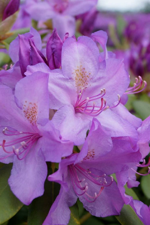  Boursault Catawba Rhododendron - 3 Gallon Pot