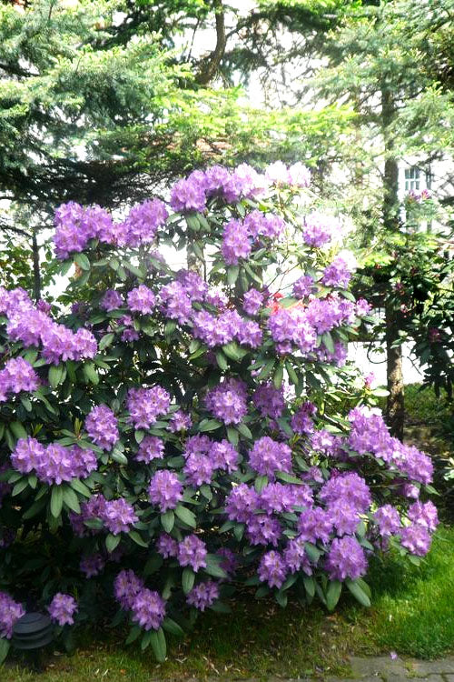  Boursault Catawba Rhododendron - 3 Gallon Pot