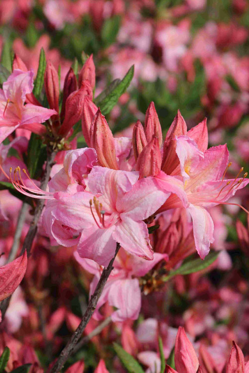  Candy Lights Cold Hardy Azalea (Rhododendron) - 3 Gallon Pot