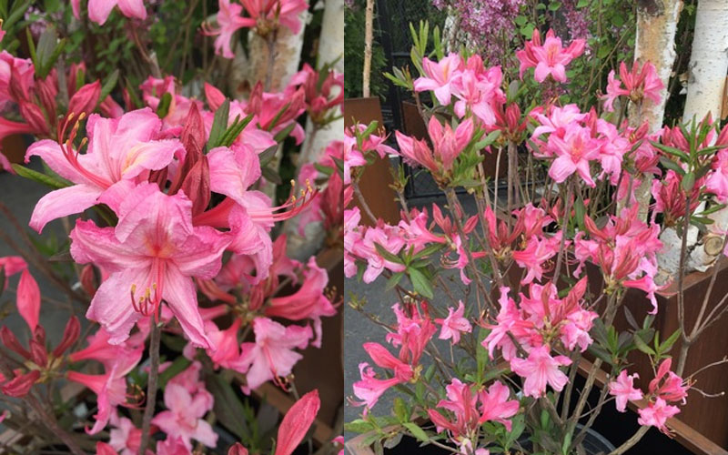  Candy Lights Cold Hardy Azalea (Rhododendron) - 3 Gallon Pot