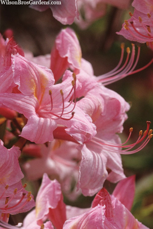  Candy Lights Cold Hardy Azalea (Rhododendron) - 3 Gallon Pot
