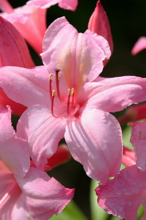  Candy Lights Cold Hardy Azalea (Rhododendron) - 3 Gallon Pot
